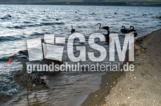 Trauerschwan (3 von 3).jpg